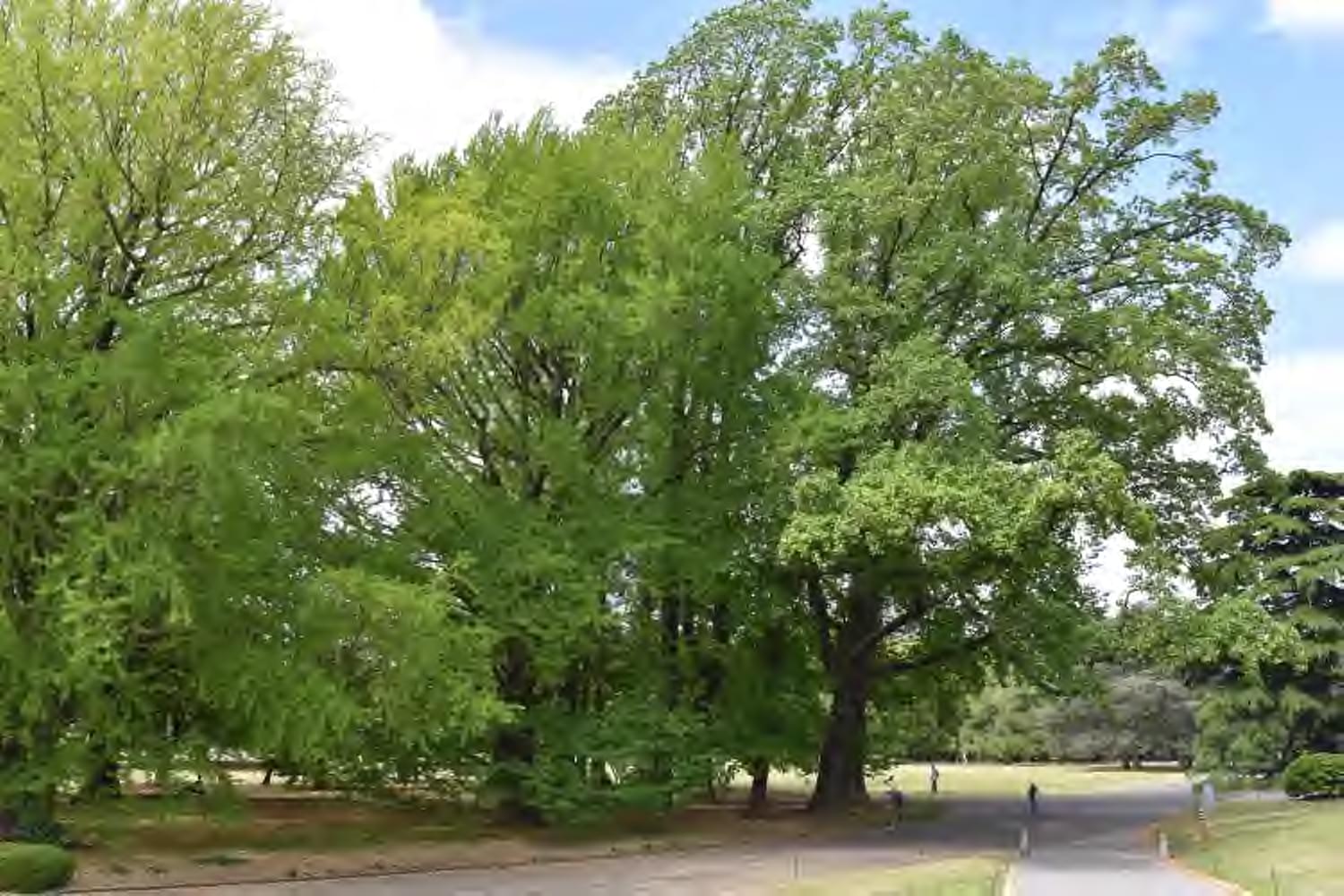 JPEG2000圧縮(1/142圧縮)の画質