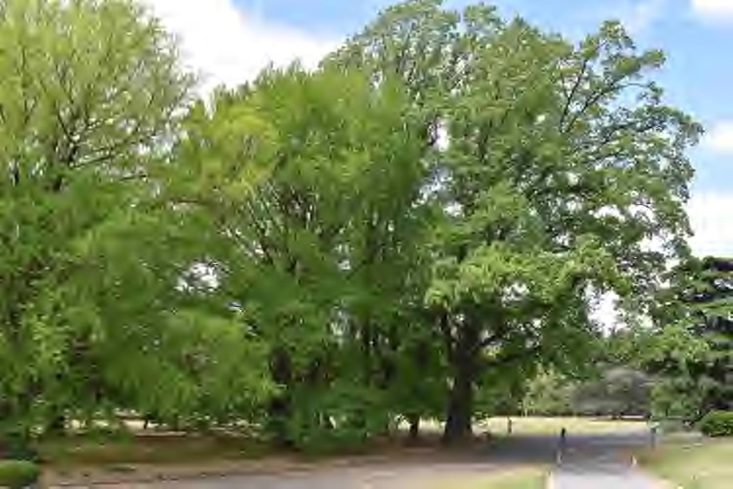 JPEG2000圧縮(1/495圧縮)の画質