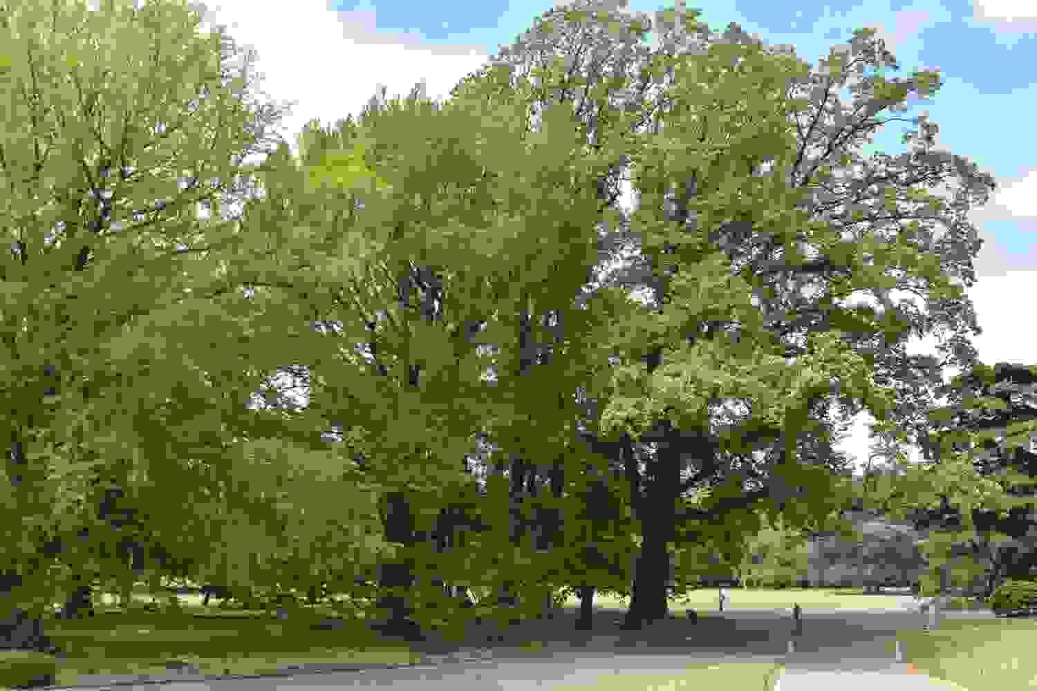 従来のJPEG圧縮(1/137圧縮)の画質